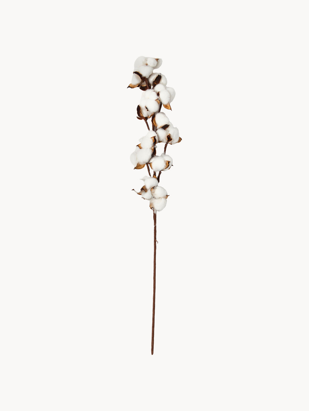 Branche décorative Baumwolle, long. 68 cm